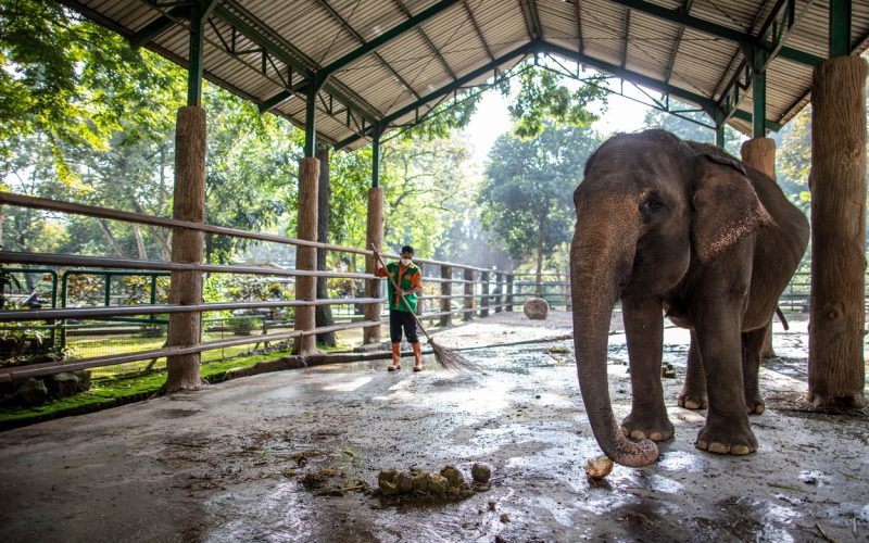 Un elefant a ucis un angajat al unei grădini zoologice cu o singură lovitură de trompă