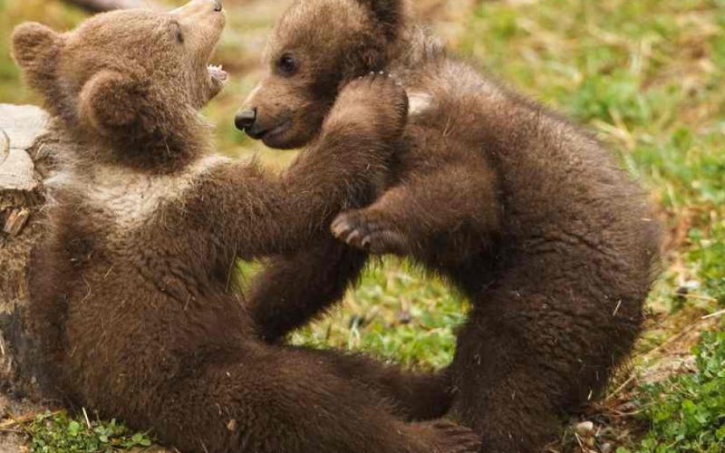 Autorităţile fuseseră avertizate încă din 2019 că se face trafic cu pui de urs în România. Ministrul Mediului: Verificăm