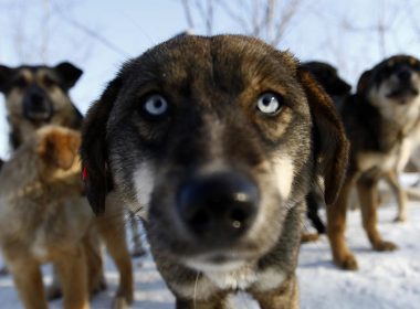 Zeci de câini morţi, descoperiţi la un adăpost canin din Bacău. Unii au fost băgaţi de vii în saci şi lăsaţi să se sufoce