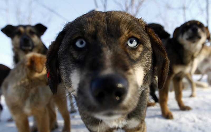 Zeci de câini morţi, descoperiţi la un adăpost canin din Bacău. Unii au fost băgaţi de vii în saci şi lăsaţi să se sufoce