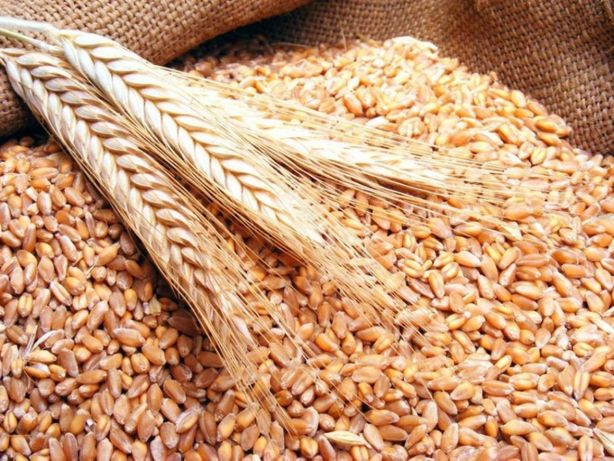 Cu cât mai cumpără procesatorii români tona de grâu în paritatea FCA (ferme-siloz-bază)