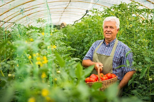 Noua măsură AFIR pentru legumicultori – Finanţare de 2 milioane EURO/fermă￼￼