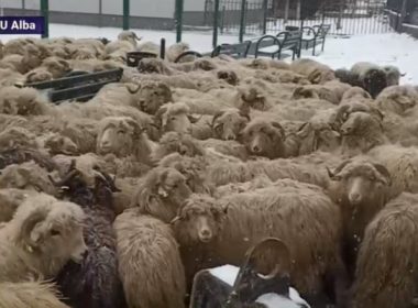 Un camion cu oi s-a răsturnat în judeţul Alba. 180 de animale au murit