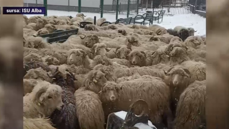 Un camion cu oi s-a răsturnat în judeţul Alba. 180 de animale au murit