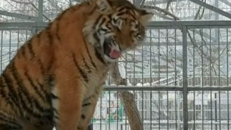 Spectacol oferit de un tigru de la o grădină zoo din Siberia, care a început să cânte