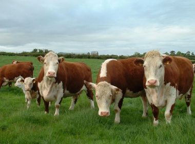ORDIN MADR: Condiţii pentru subvenţiile APIA pentru cresătorii de vaci de lapte