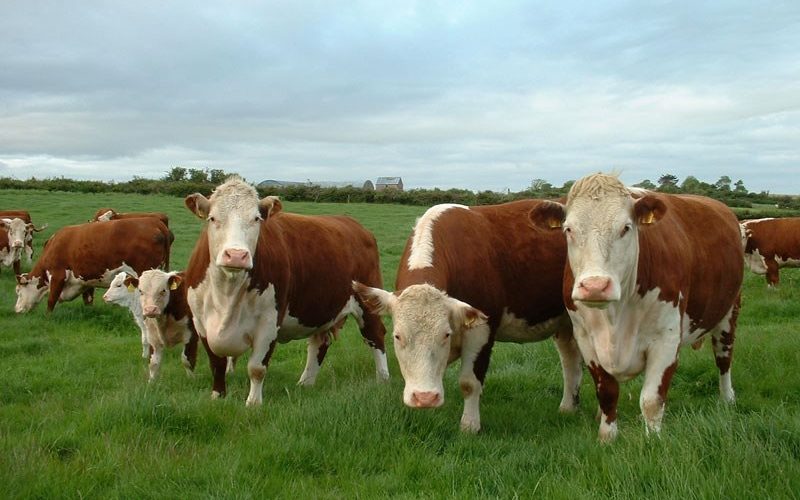 ORDIN MADR: Condiţii pentru subvenţiile APIA pentru cresătorii de vaci de lapte
