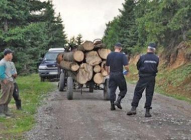 Secretar de stat: Cetăţenii care au suspiciuni cu privire la un transport de lemne pot suna la 112