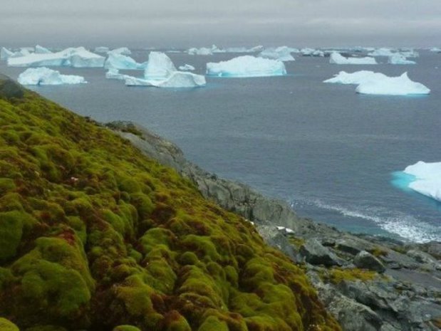 Arctica poate deveni luxuriantă şi verde în viitor. "Nu e o problemă care să apară peste 20 de generaţii, ci poate chiar în 50 de ani"
