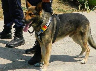 Pol, câinele Jandarmeriei Constanţa, poate fi adoptat