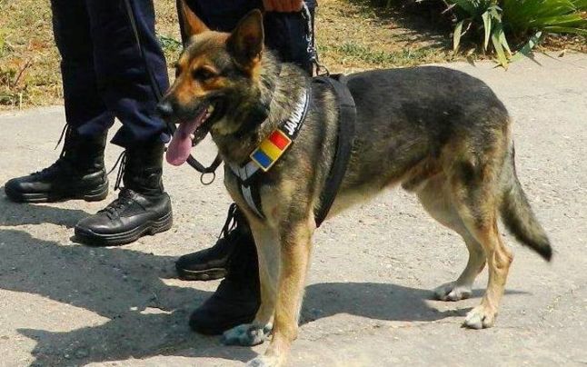 Pol, câinele Jandarmeriei Constanţa, poate fi adoptat