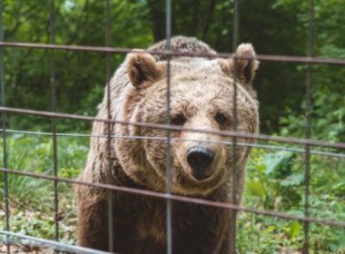 Fermă ilegală de urşi, făcută în ogradă. Proprietarul, mai tare decât legea