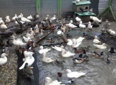 Alte 2.800 de păsări ucise preventiv pentru a limita un focar de gripă aviară