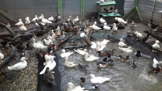 Alte 2.800 de păsări ucise preventiv pentru a limita un focar de gripă aviară