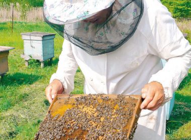 Informare pentru apicultori – Toate detaliile pentru a obţine ajutorul de minimis