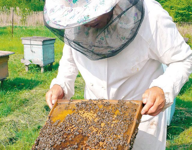 Cel mai curajos apicultor