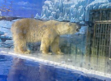 Hotel de gheaţă cu urşi polari