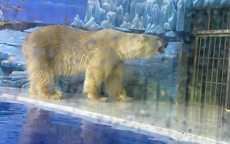 Hotel de gheaţă cu urşi polari