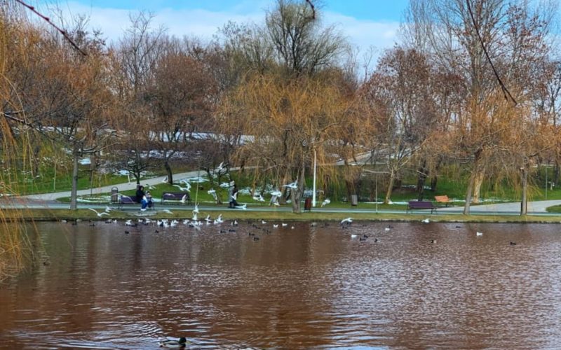 Fenomen ciudat în parcul IOR din Bucureşti. Apa lacului este roşie de câteva săptămâni