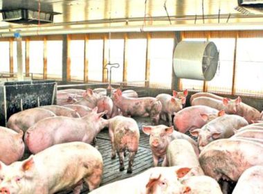 Focar de pestă în cea mai mare fermă din judeţul Sibiu, cu aproape 20.000 de porci