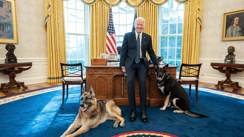 Câinele lui Biden, din nou agresiv