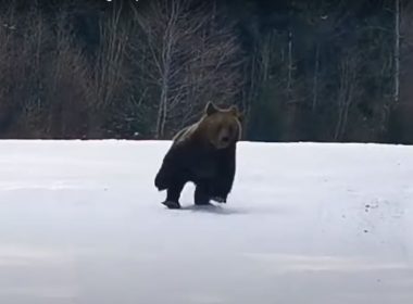Lecţii de schi cu...ursul