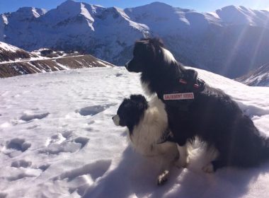 Câinii de avalanşă, eroii patrupezi