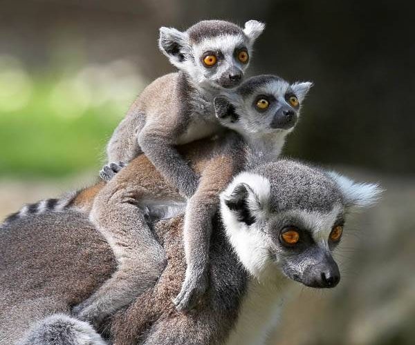 Premieră la Zoo Sibiu - s-a născut prima pereche de gemeni lemurieni