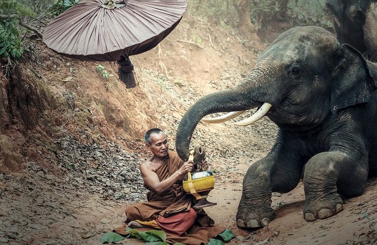 Thailanda a organizat un banchet cu fructe pentru zeci de elefanţi, sperând să reatragă turiştii. "Să ne ajute pe noi şi pe elefanţi să supravieţuim."