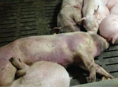 Pesta le-a omorât porcii-n bătătură. „Serviciile veterinare au intervenit de urgenţă!”