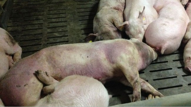 Pesta le-a omorât porcii-n bătătură. „Serviciile veterinare au intervenit de urgenţă!”