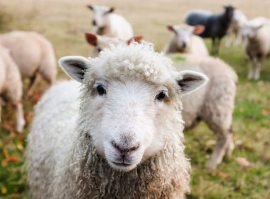 Subvenţie de 4,7 euro/cap de oaie pentru ciobanii români