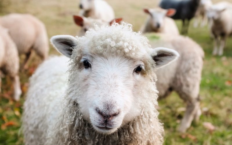 O familie de ciobani a rămas fără zeci de oi, de Sărbători. Ce a făcut Poliţia?