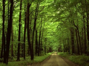 Arborii din pădurile României ar putea fi supravegheaţi cu cipuri sau cu camere video inteligente
