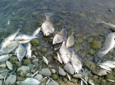 Lacul cu peşti morţi