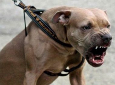 Reţea de trafic de câini, anihilată de poliţia italiană. Animalelor li se scurtau urechile şi coada, pentru a arăta mai „fioros”