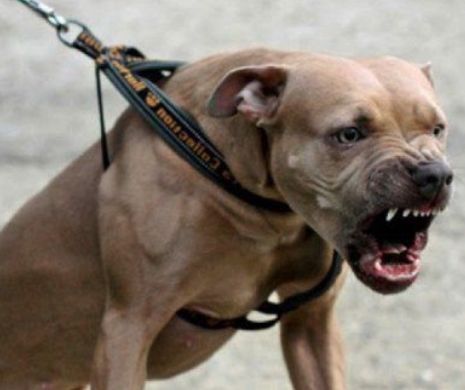 Reţea de trafic de câini, anihilată de poliţia italiană. Animalelor li se scurtau urechile şi coada, pentru a arăta mai „fioros”