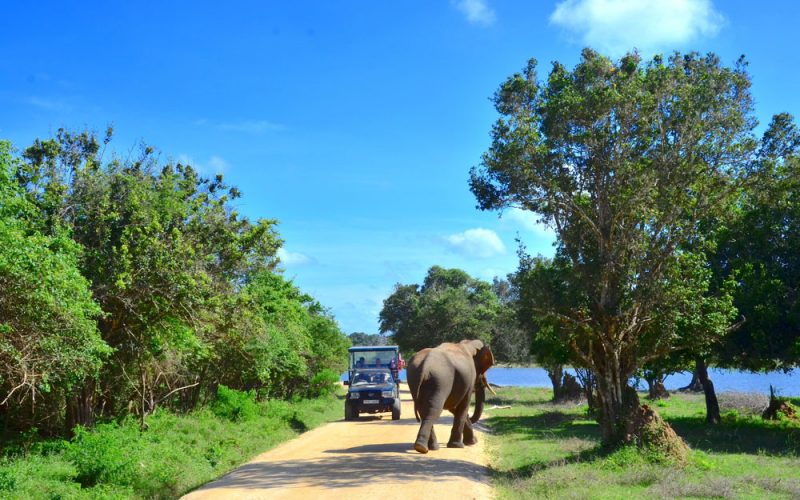 Elefantul supărat pe turişti