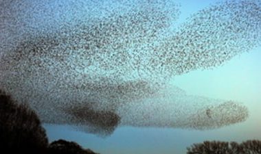 Casă invadată de sute de păsări