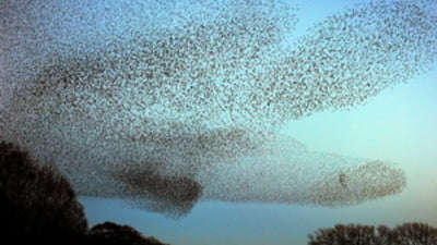 Casă invadată de sute de păsări