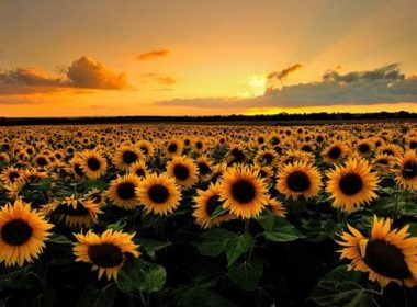 România, cel mai mare producător de floarea-soarelui din Uniunea Europeană