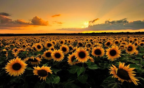 România, cel mai mare producător de floarea-soarelui din Uniunea Europeană