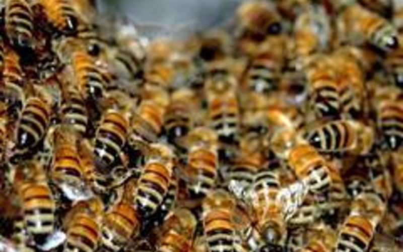Albine „dresate” să depisteze infecţiile cu COVID-19. Cum funcţionează tehnica „adulmecării de către insecte”