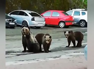 Autorităţile din Dâmboviţa constată risc de apariţie a urşilor în trei localităţi şi dispun măsuri de prevenire a unor incidente grave