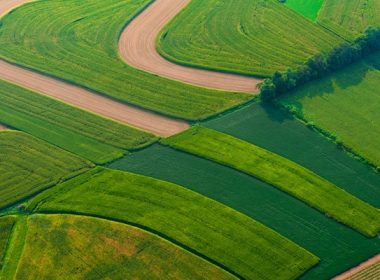 Cum arată culturile agricole la început de aprilie – Perspective pentru recolta din 2021