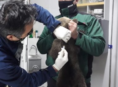 ONG amendat de Garda de Mediu cu 10.000 de lei, după ce a salvat doi pui de urs aflaţi în pericol: „Astăzi vorbeam de pui morţi”