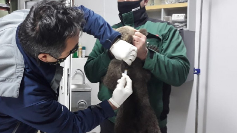 ONG amendat de Garda de Mediu cu 10.000 de lei, după ce a salvat doi pui de urs aflaţi în pericol: „Astăzi vorbeam de pui morţi”