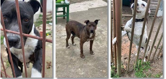 Câini din rasa Amstaff găsiţi într-o localitate din Arad, fără hrană şi apă de aproape o săptămână