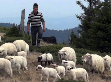 Ce legi pregătesc parlamentarii pentru ciobanii români