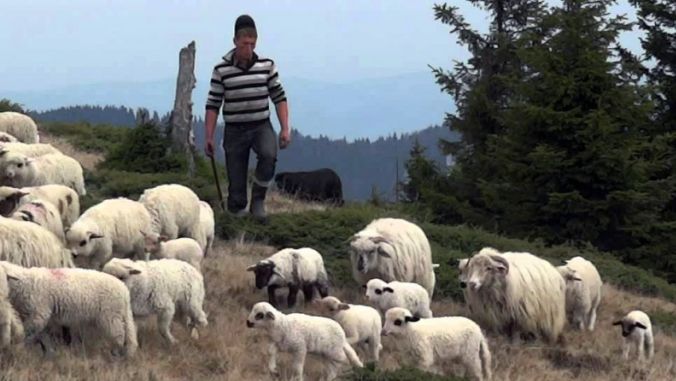 Ce legi pregătesc parlamentarii pentru ciobanii români